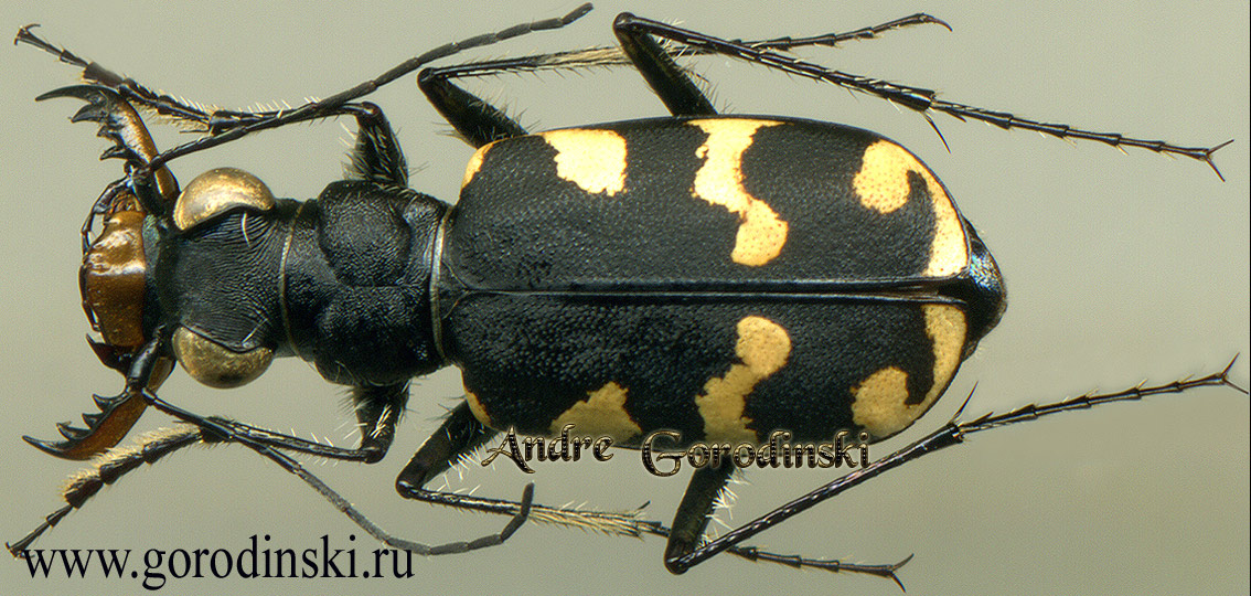 http://www.gorodinski.ru/cicindela/Cicindela transbaicalica palpalis.jpg